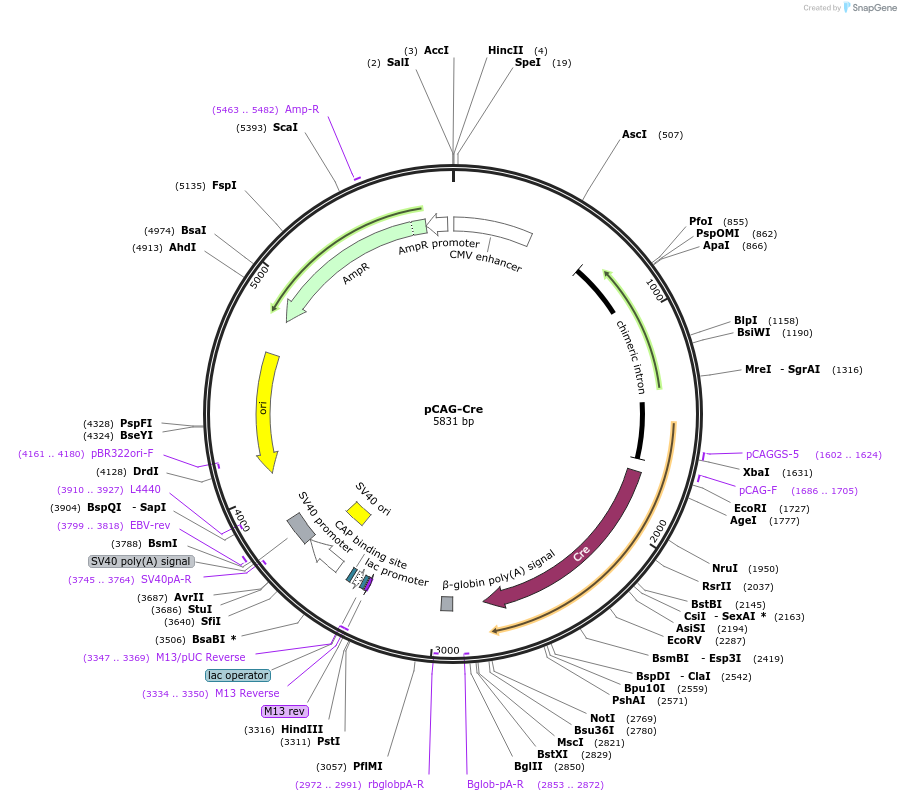 125574-plasmid-map-sequence-id-243915