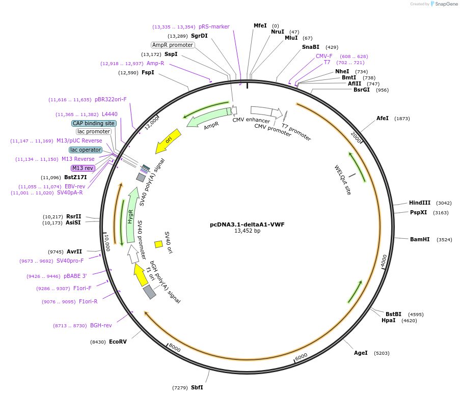 124823-plasmid-map-sequence-id-243921