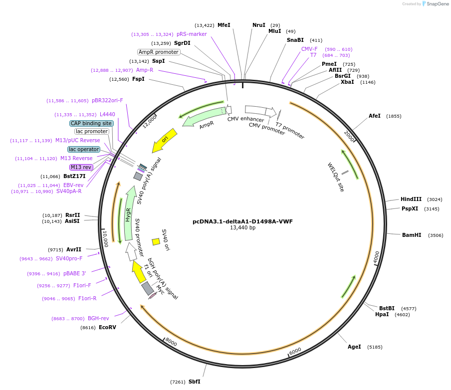 124825-plasmid-map-sequence-id-243923