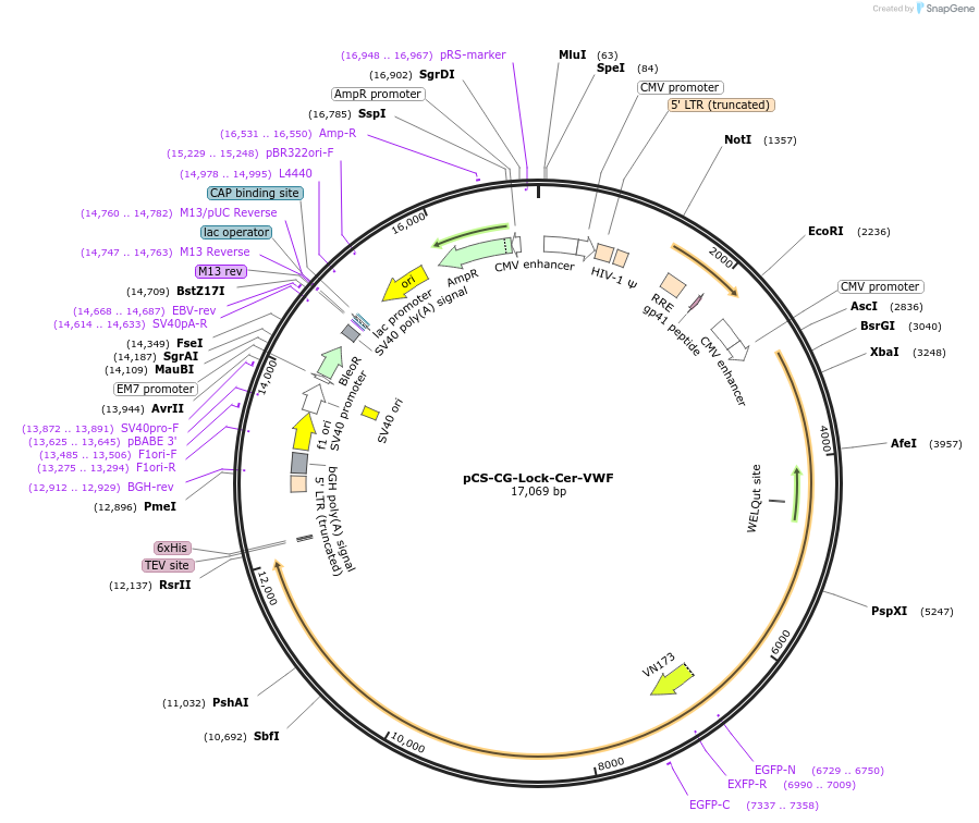 124828-plasmid-map-sequence-id-243927
