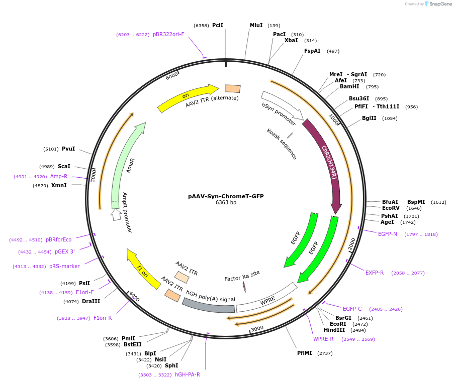 123316-plasmid-map-sequence-id-243931