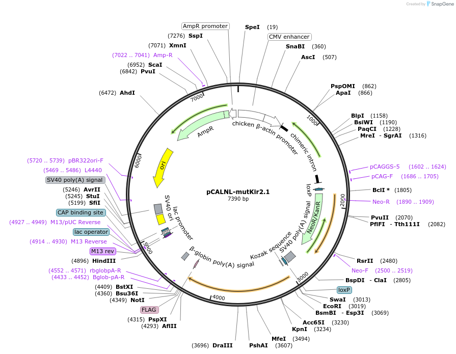 125579-plasmid-map-sequence-id-243948