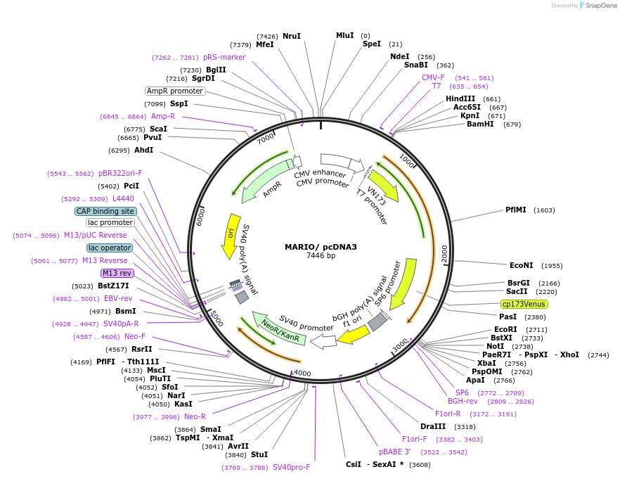 124838-plasmid-map-sequence-id-243952