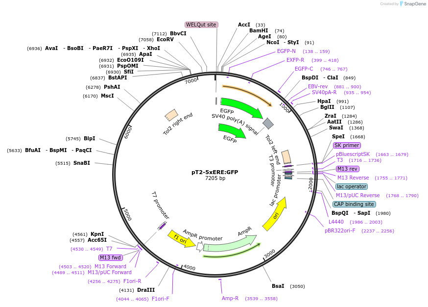 125690-plasmid-map-sequence-id-243958