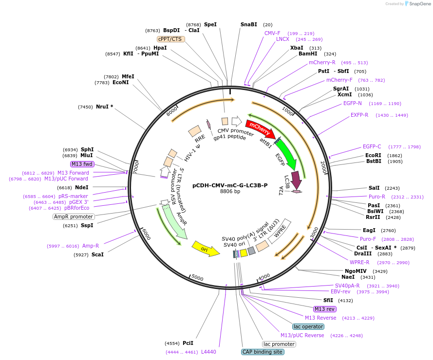 124974-plasmid-map-sequence-id-243964