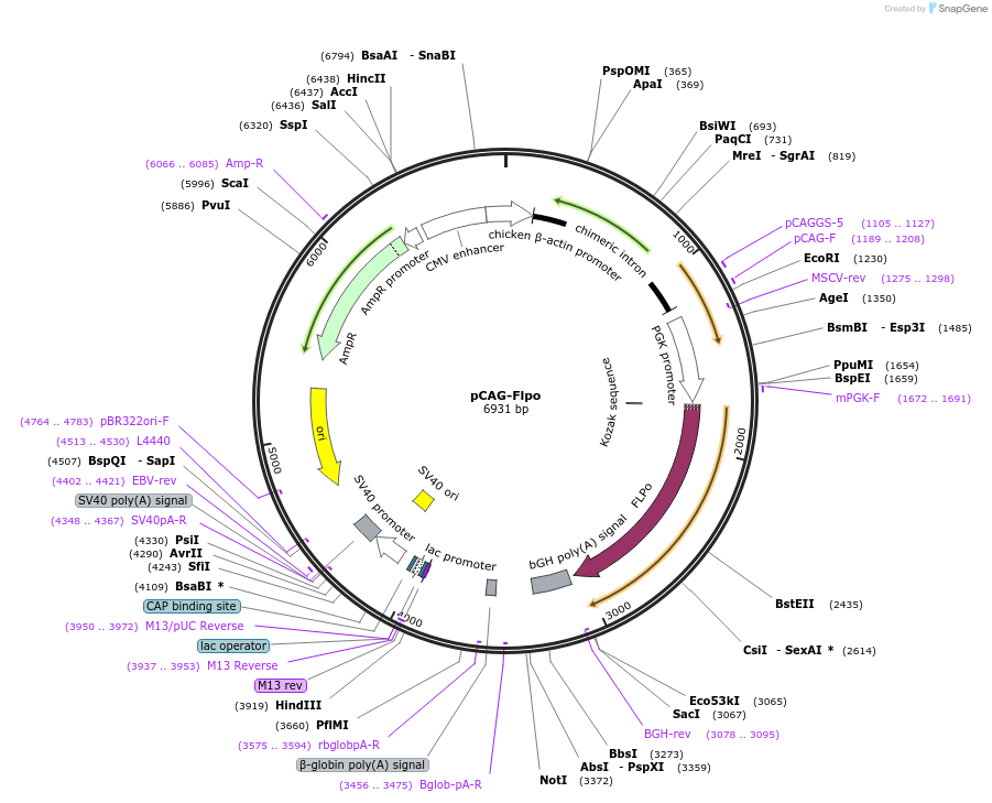 125576-plasmid-map-sequence-id-243967