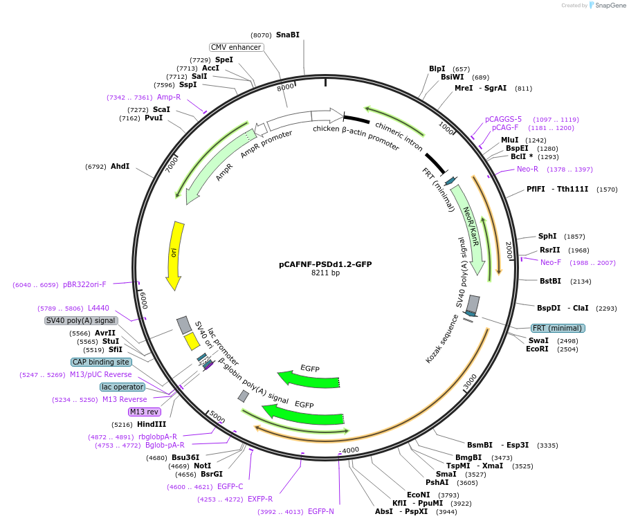 125581-plasmid-map-sequence-id-243975