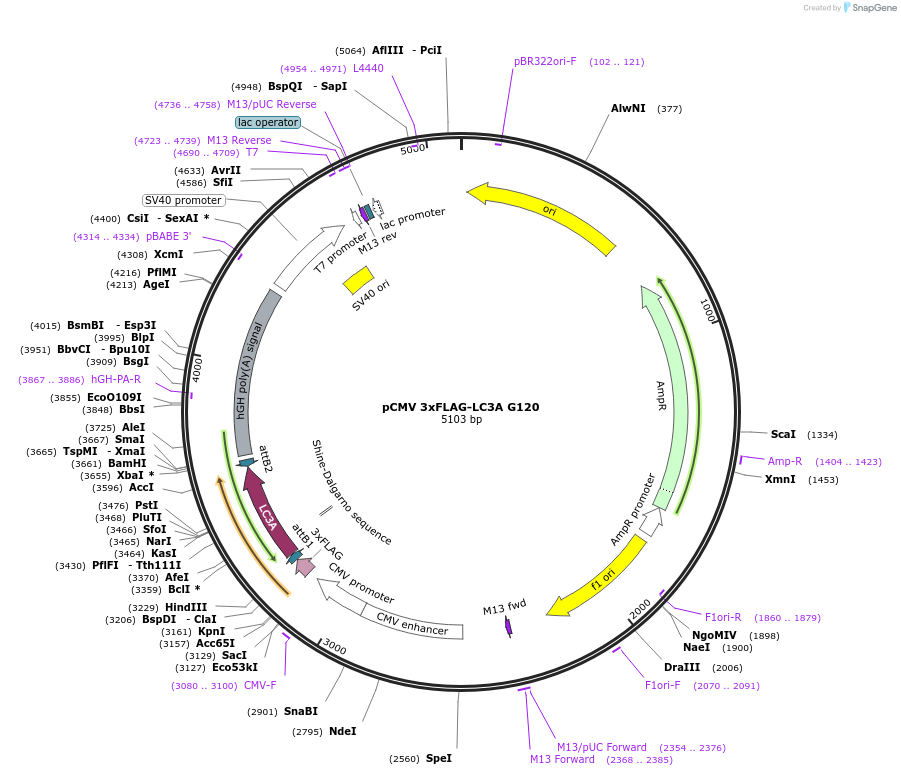 123091-plasmid-map-sequence-id-243979