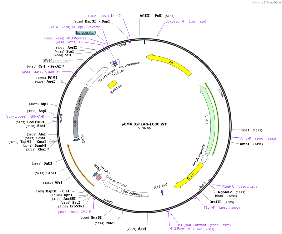 123095-plasmid-map-sequence-id-243980