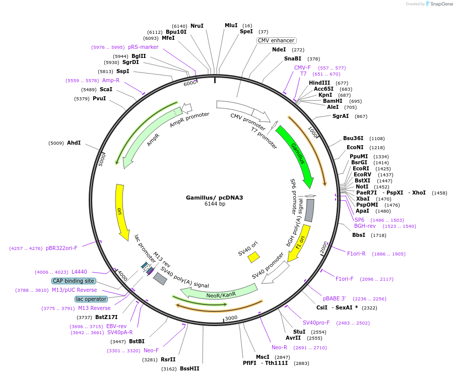 124837-plasmid-map-sequence-id-243985