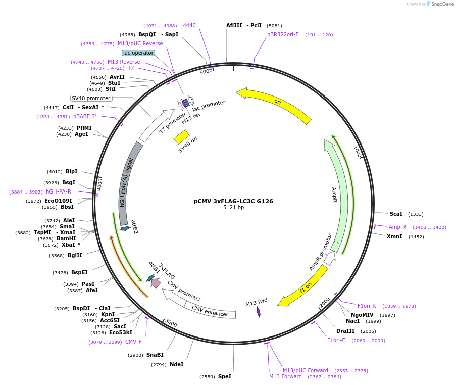 123096-plasmid-map-sequence-id-243986