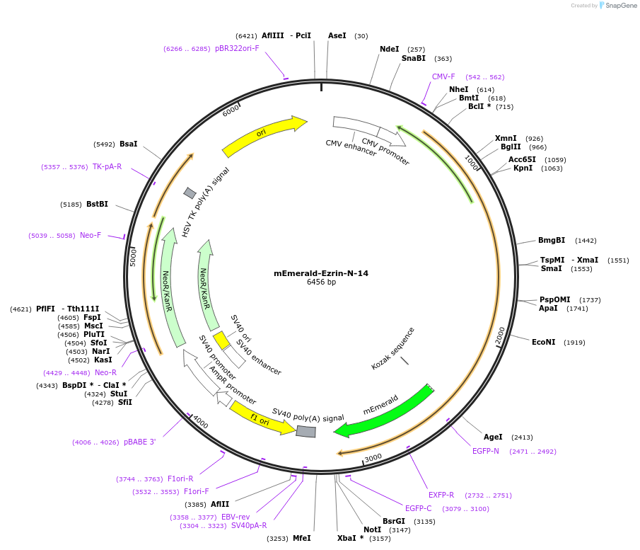 54090-plasmid-map-sequence-id-243987