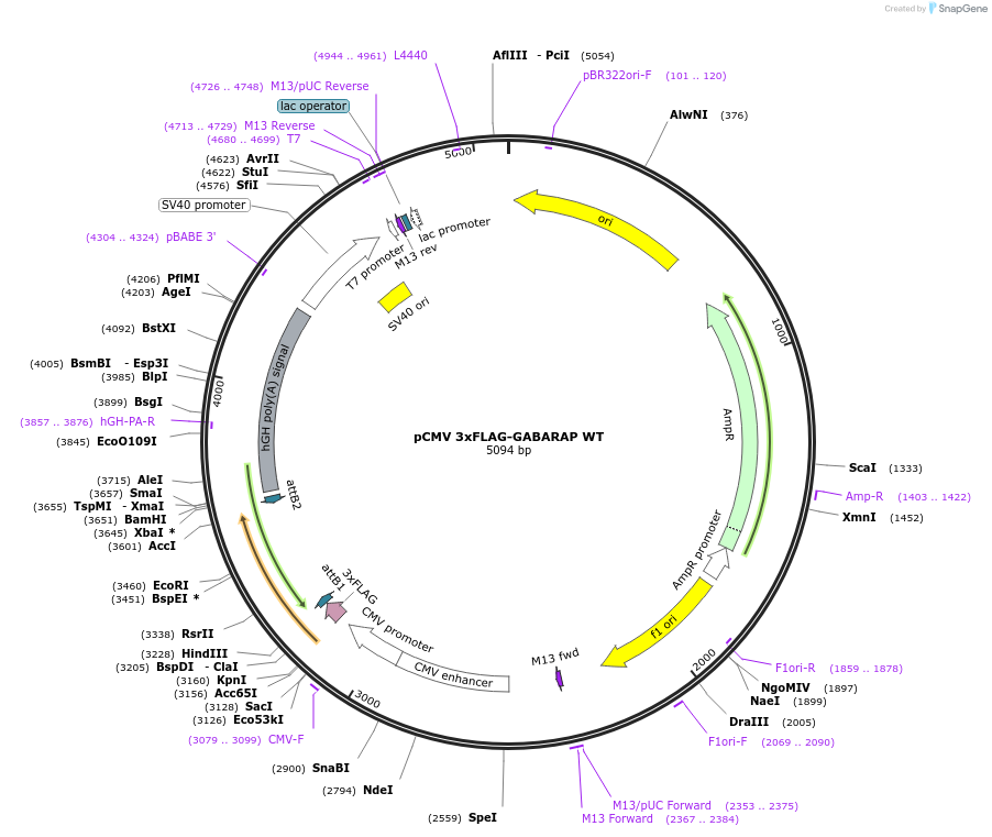 123097-plasmid-map-sequence-id-243994