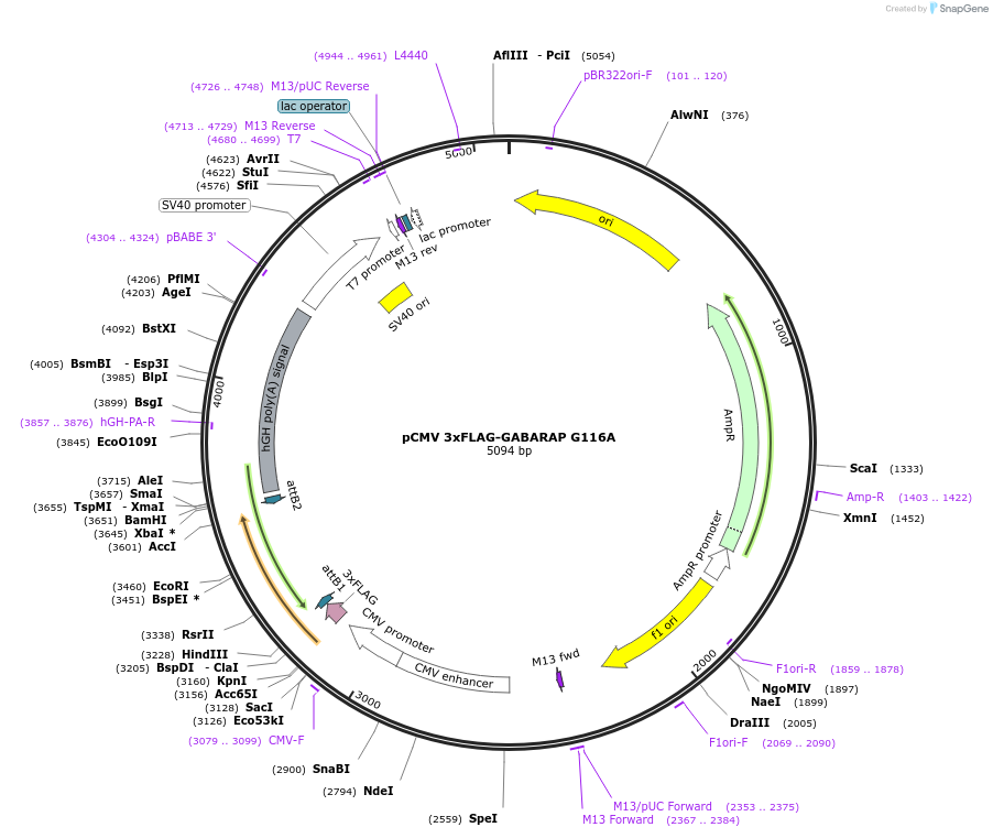 123098-plasmid-map-sequence-id-243996