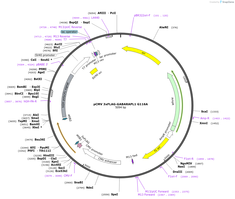 123101-plasmid-map-sequence-id-243998