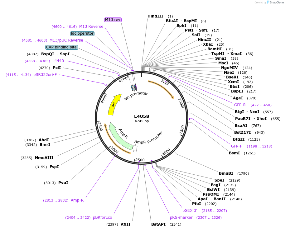 1634-plasmid-map-sequence-id-244