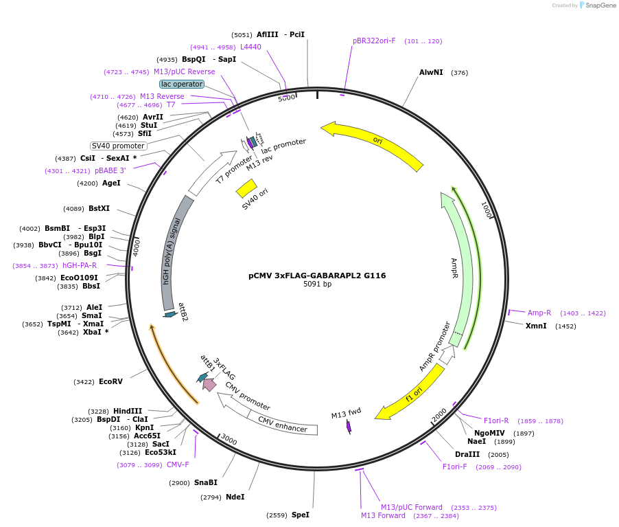 123105-plasmid-map-sequence-id-244003