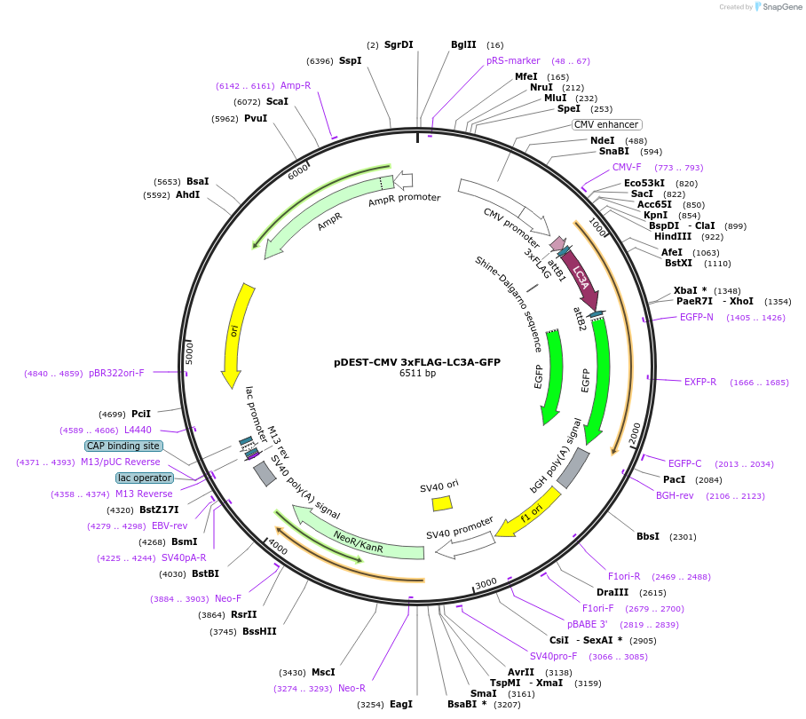 123106-plasmid-map-sequence-id-244007