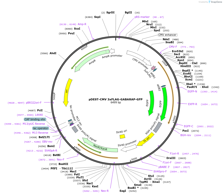 123111-plasmid-map-sequence-id-244019