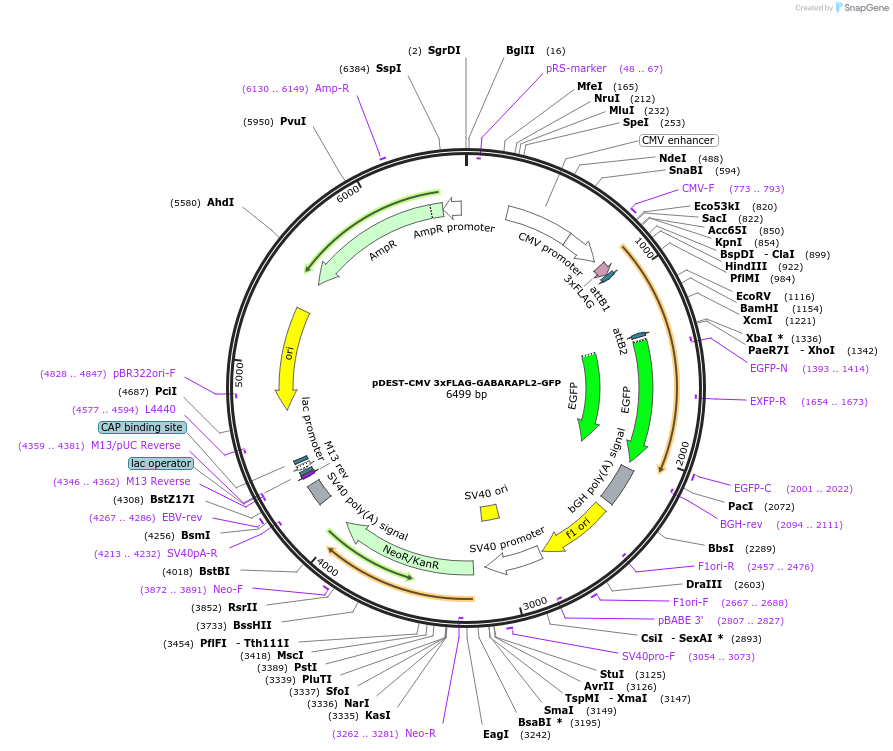 123113-plasmid-map-sequence-id-244024