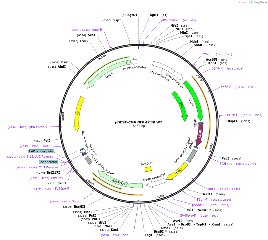 123114-plasmid-map-sequence-id-244025