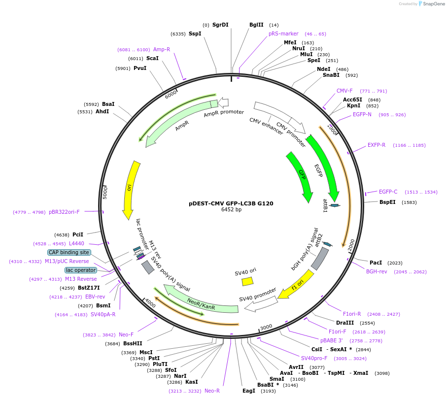 123116-plasmid-map-sequence-id-244029