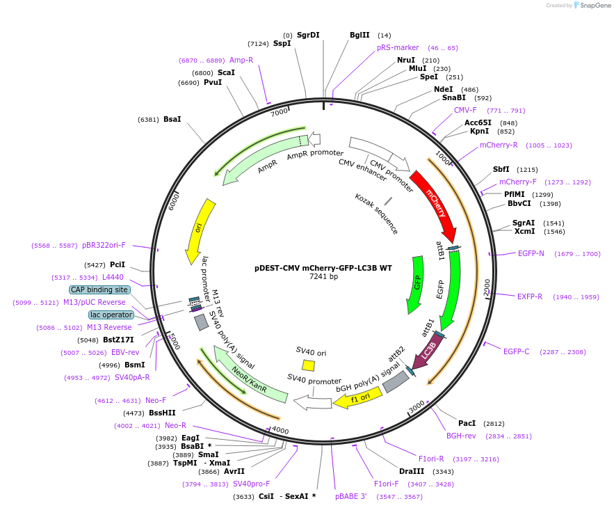 123230-plasmid-map-sequence-id-244035