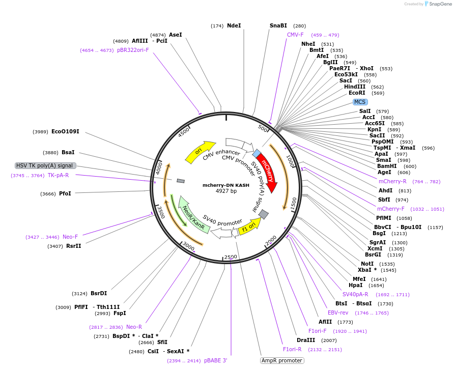 125553-plasmid-map-sequence-id-244037