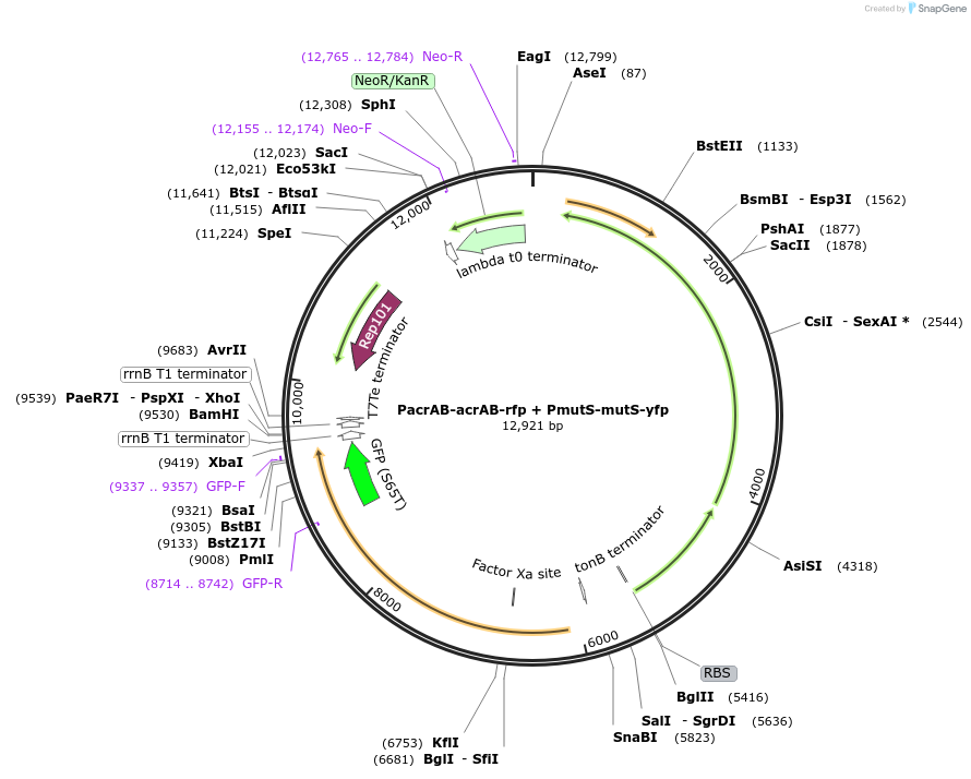 121443-plasmid-map-sequence-id-244040