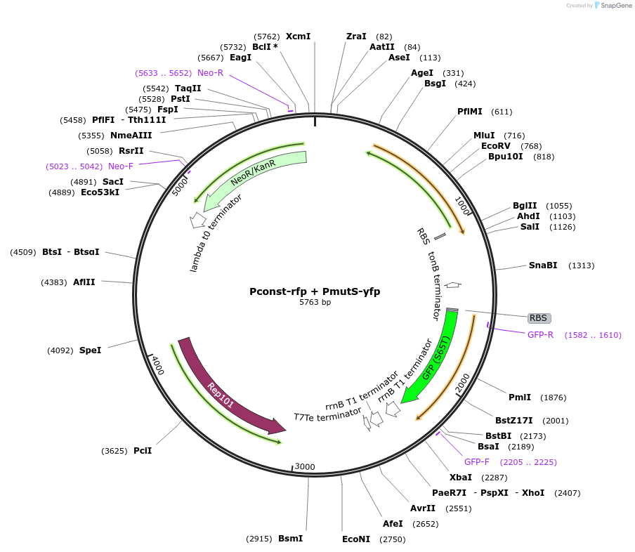 121444-plasmid-map-sequence-id-244041