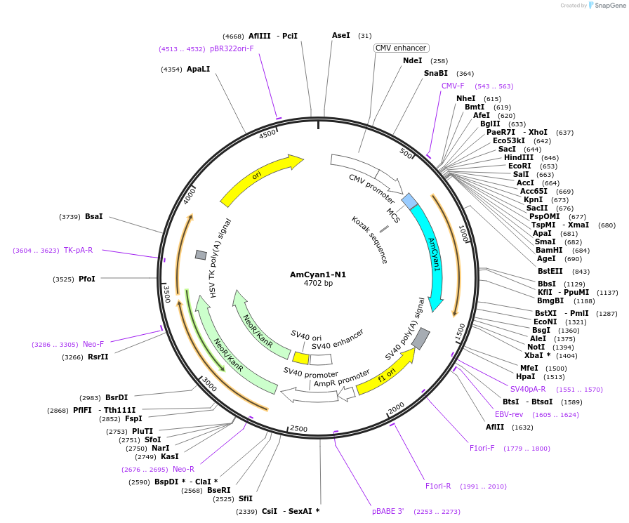 54616-plasmid-map-sequence-id-244042