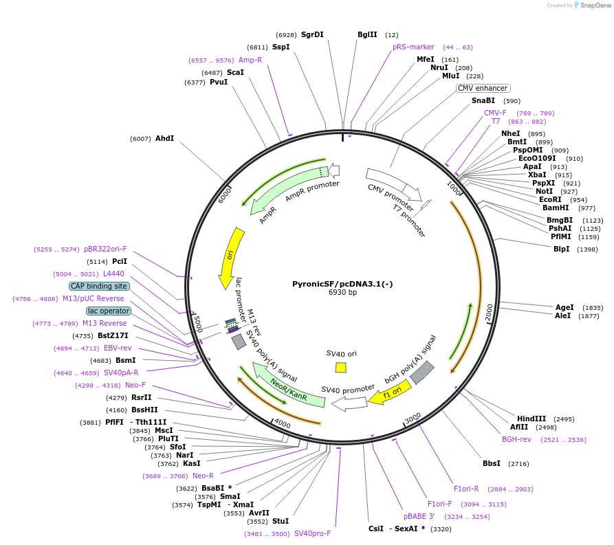 124812-plasmid-map-sequence-id-244046