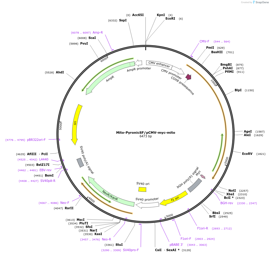 124813-plasmid-map-sequence-id-244047
