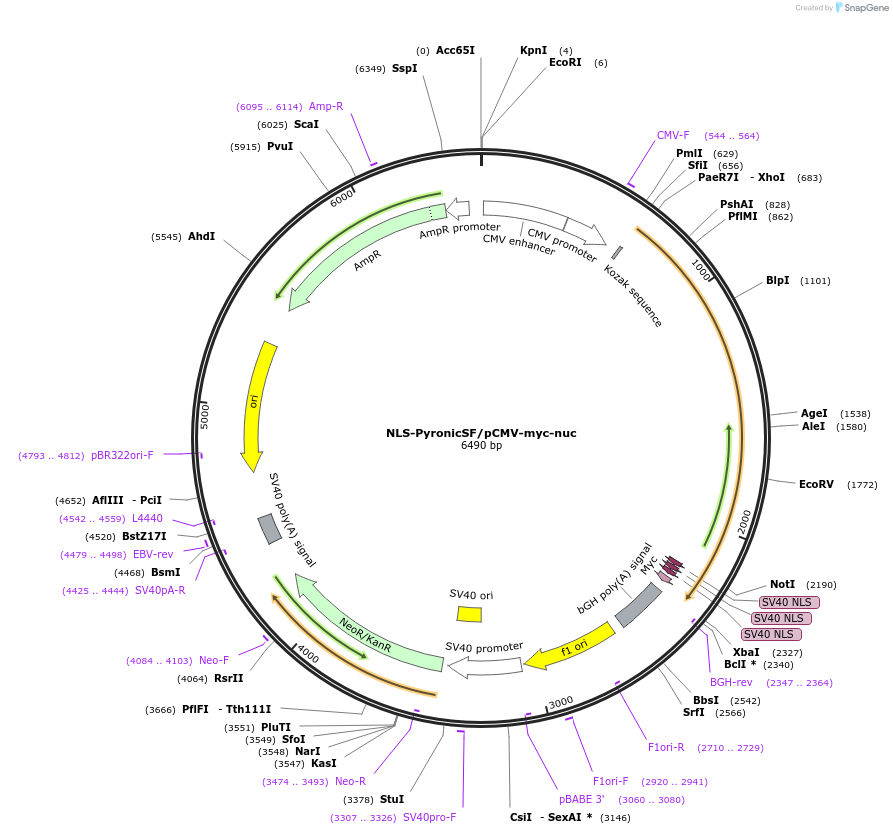 124814-plasmid-map-sequence-id-244048