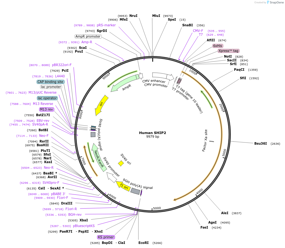 124645-plasmid-map-sequence-id-244064