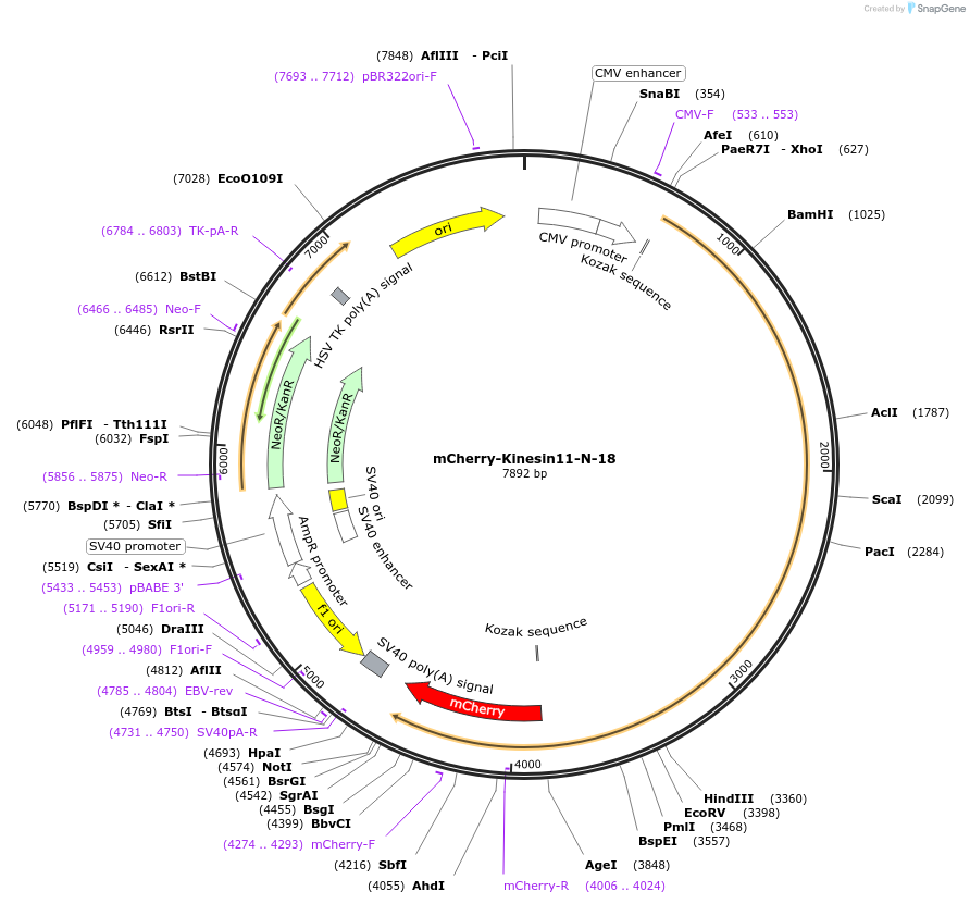 55067-plasmid-map-sequence-id-244069