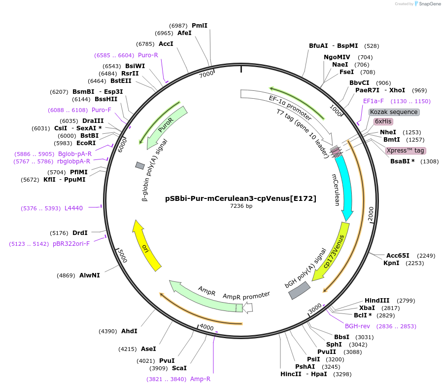 125203-plasmid-map-sequence-id-244070