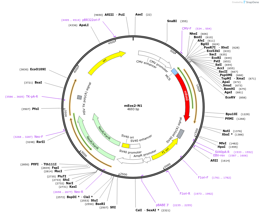 54662-plasmid-map-sequence-id-244073