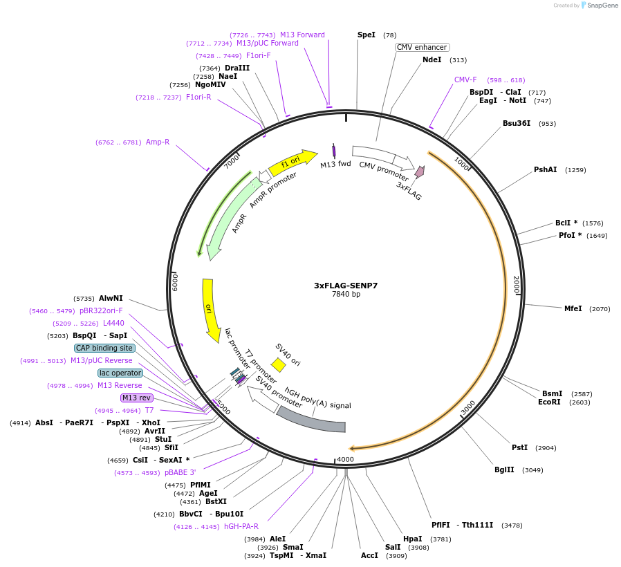 42886-plasmid-map-sequence-id-244075