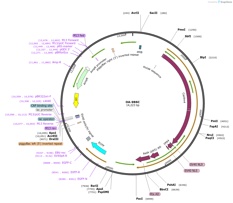 125000-plasmid-map-sequence-id-244080