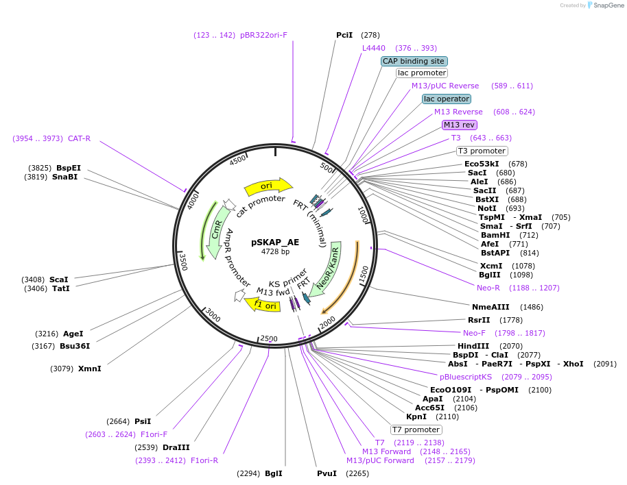 122707-plasmid-map-sequence-id-244094