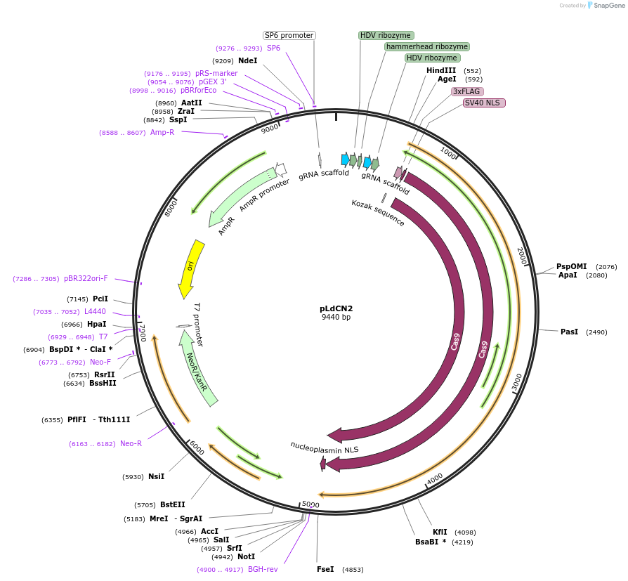 125186-plasmid-map-sequence-id-244096