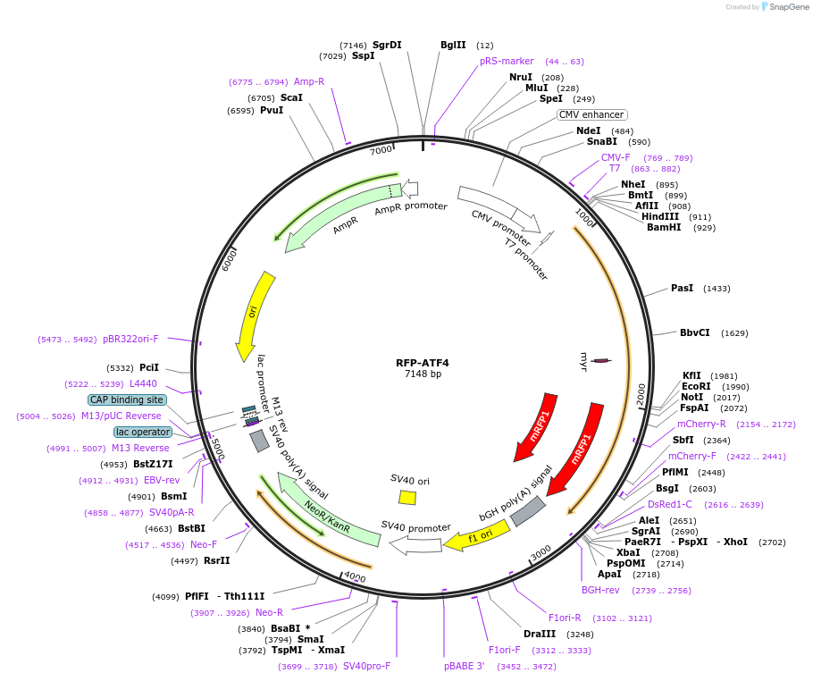 125237-plasmid-map-sequence-id-244100