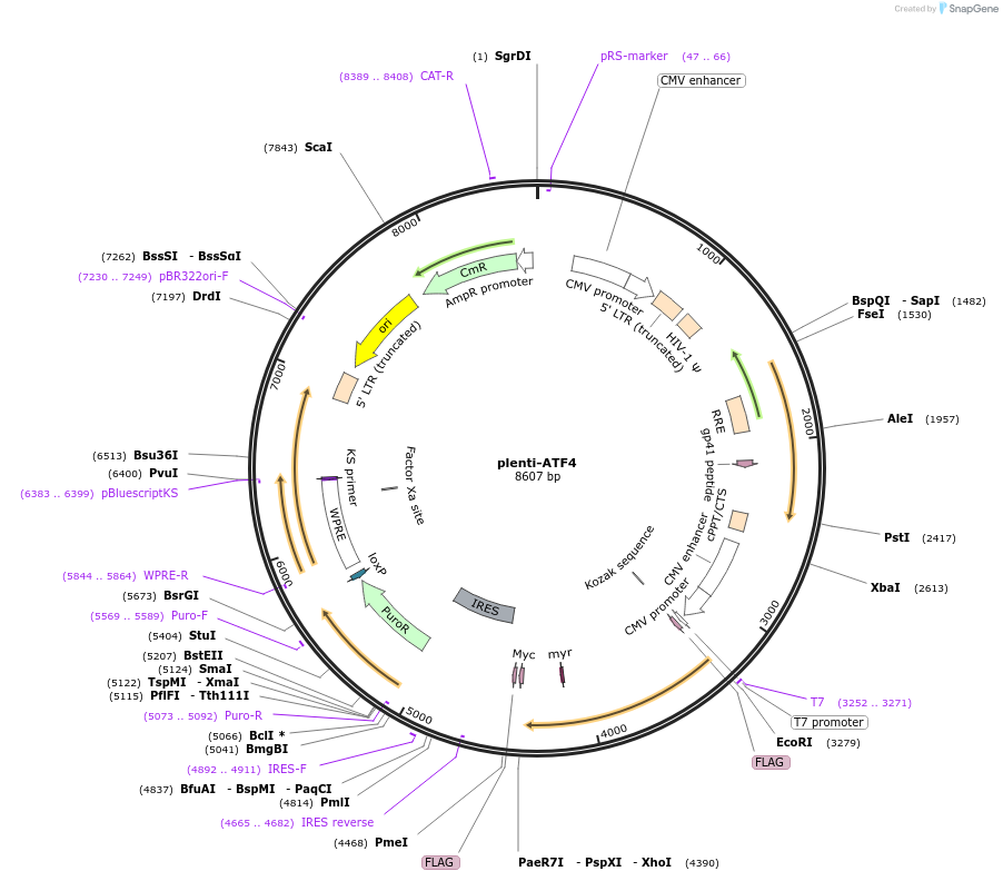 125238-plasmid-map-sequence-id-244101