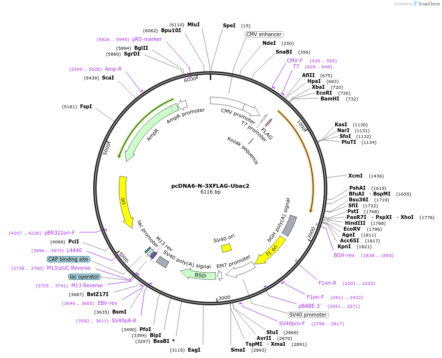 123597-plasmid-map-sequence-id-244128