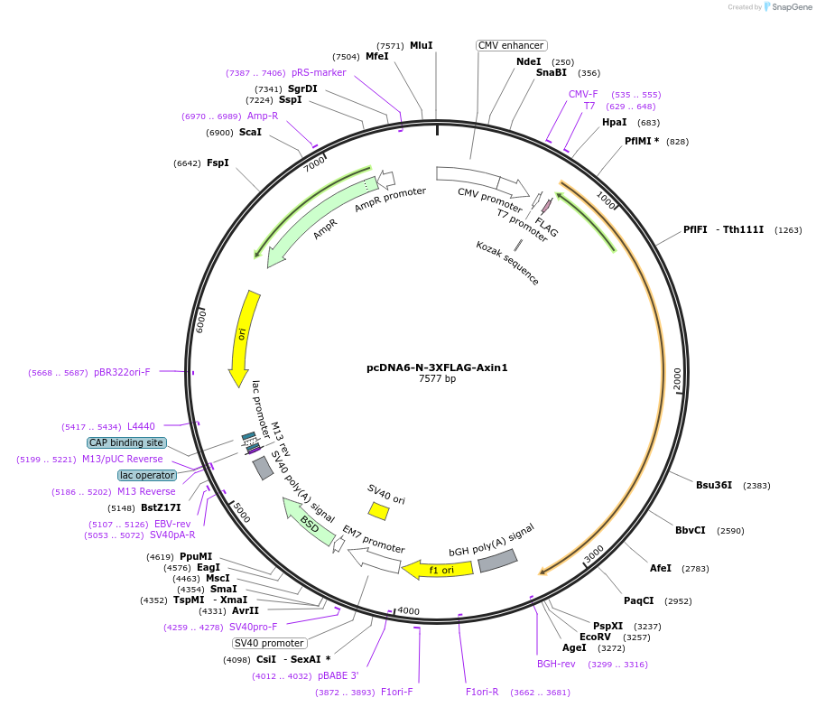 123463-plasmid-map-sequence-id-244133