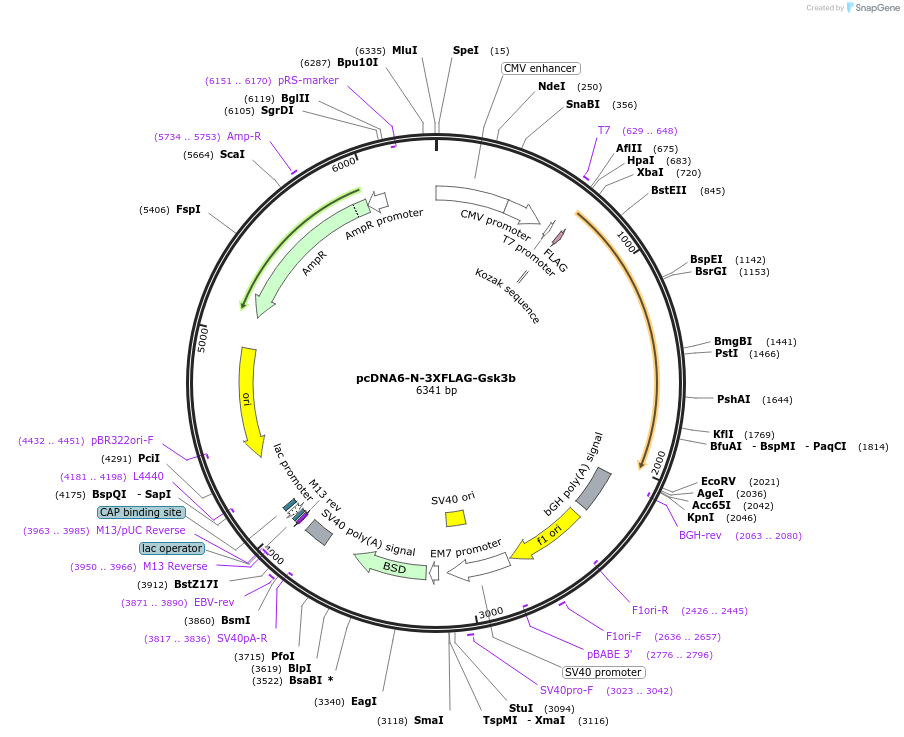 123592-plasmid-map-sequence-id-244134