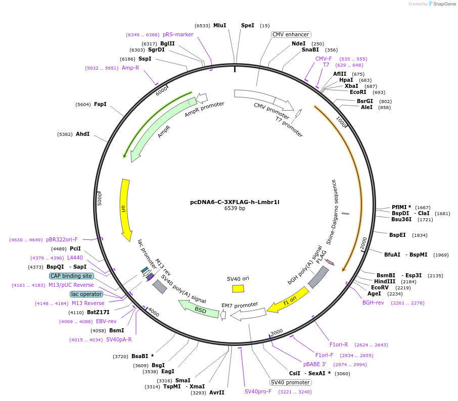 123462-plasmid-map-sequence-id-244135