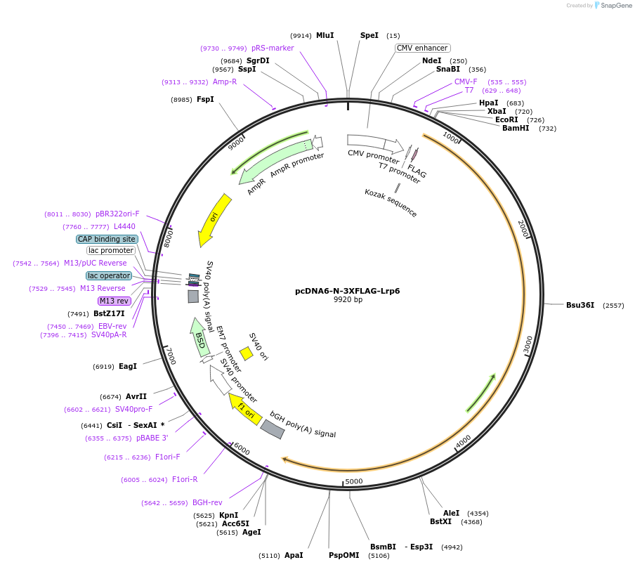 123595-plasmid-map-sequence-id-244171