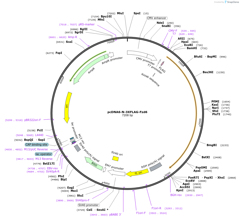 123588-plasmid-map-sequence-id-244173